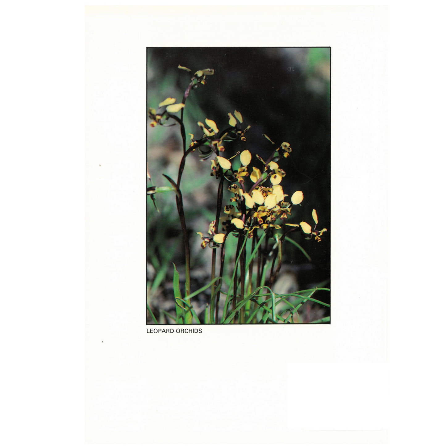 Field Naturalists -The Orchids of Bendigo